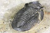 Bargain, Detailed Gerastos Trilobite Fossil - Morocco #141674-4